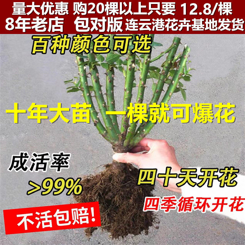 10年玫瑰花苗带花苞花卉观花绿植物室内阳台盆栽大花月季开花老桩