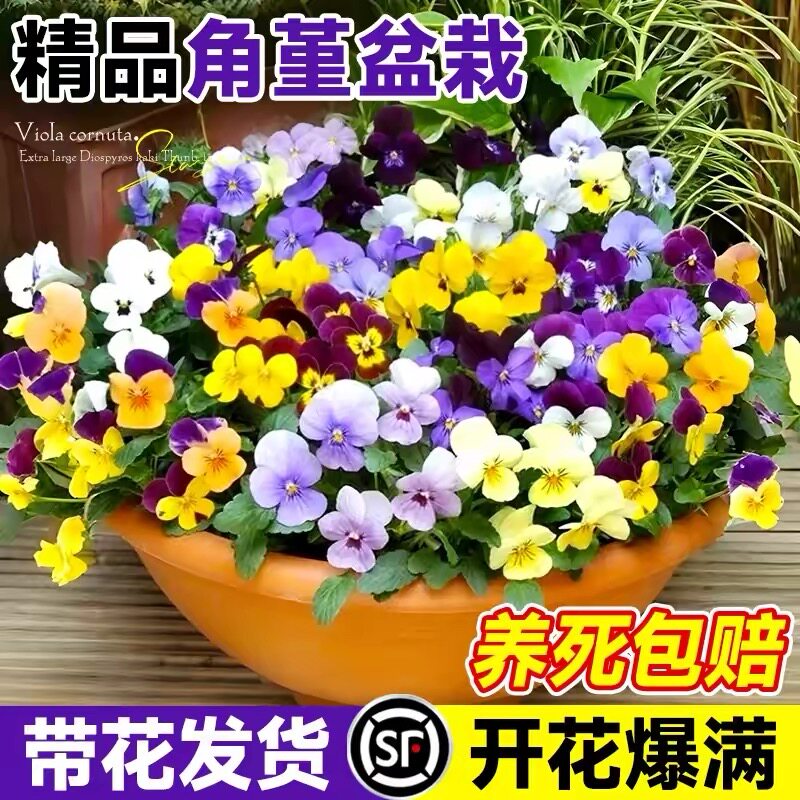 三色堇花苗耐寒室外庭院角堇带花发货多色可选三色堇角堇盆栽花卉