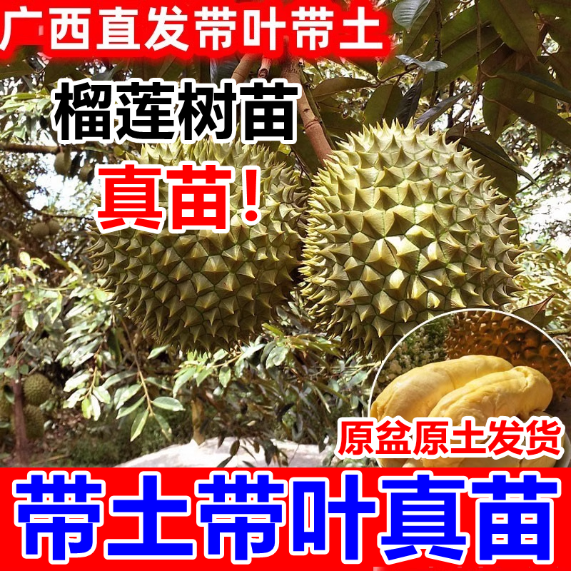 榴莲果树苗嫁接果树活苗金枕榴莲苗南方种植菠萝蜜盆栽猫山王地栽