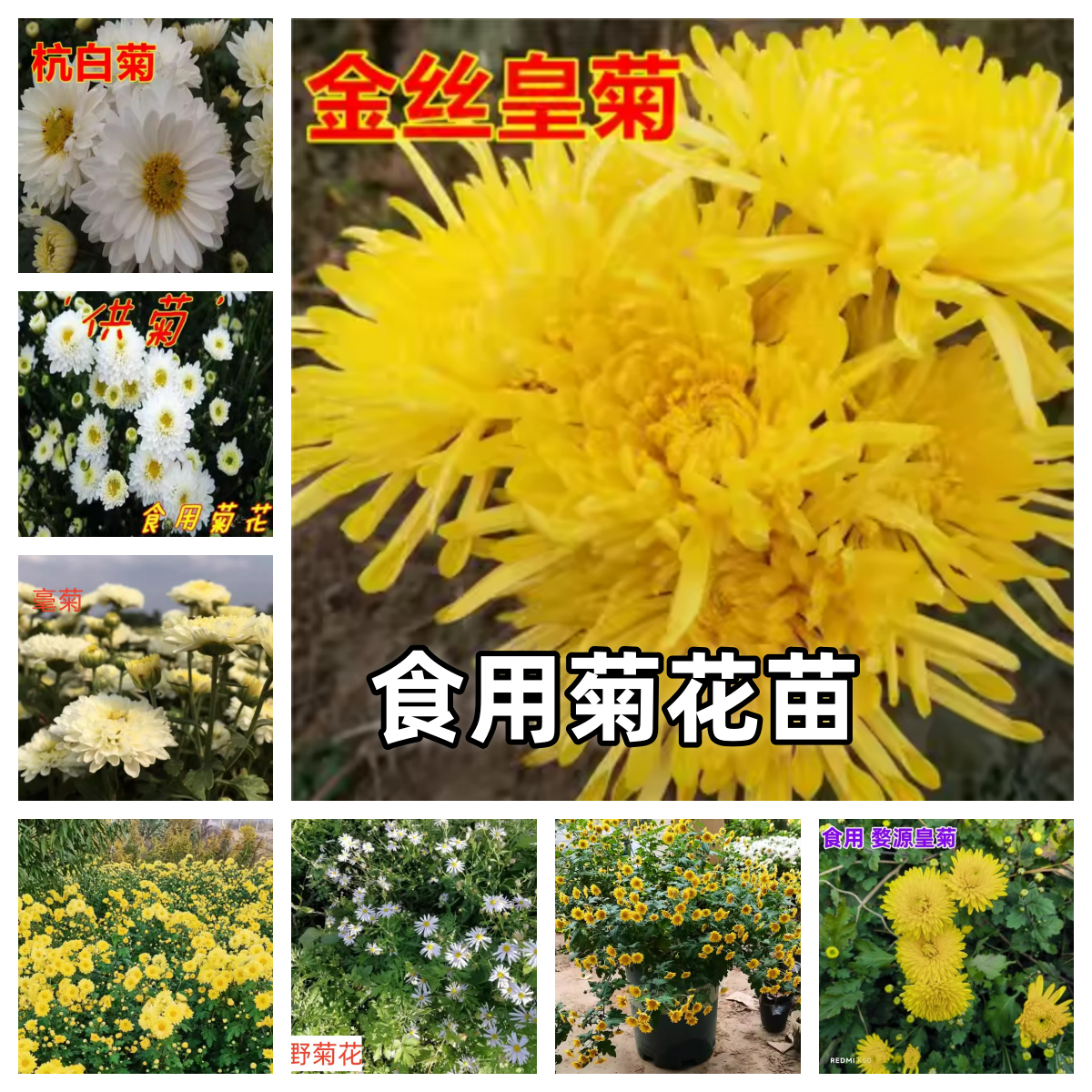 多品种菊花苗金丝皇菊黄山贡菊杭白菊苗庭院阳台盆栽