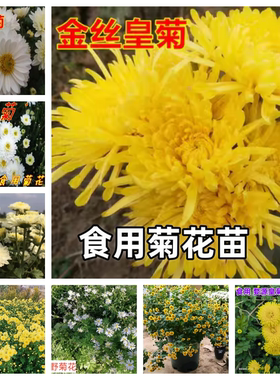 食用菊花苗金丝皇黄贡菊杭白菊