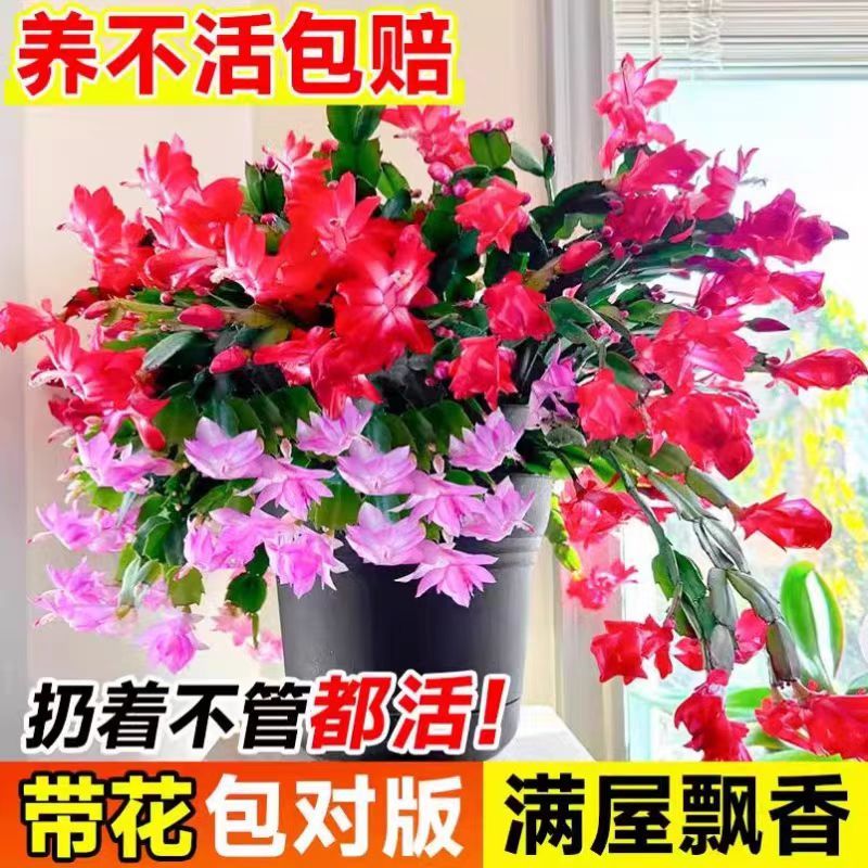 带花过年绿植花卉蟹爪兰花苗盆栽