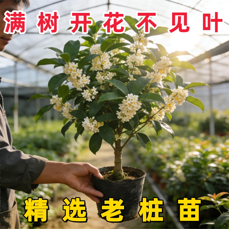 正宗四季桂花树苗盆栽阳台庭院