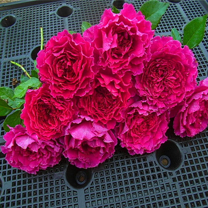 草药 灌木大花浓香紫色多头勤花月季玫瑰花苗阳台盆栽植物