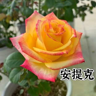【安提克】 中苗新品玫瑰切花月季花苗阳台盆栽植物多季节开花