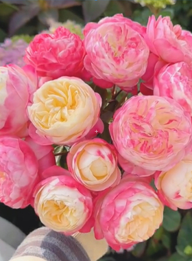 和室 【中苗】渐变色大花浓香多季勤花月季玫瑰花苗阳台灌木盆栽