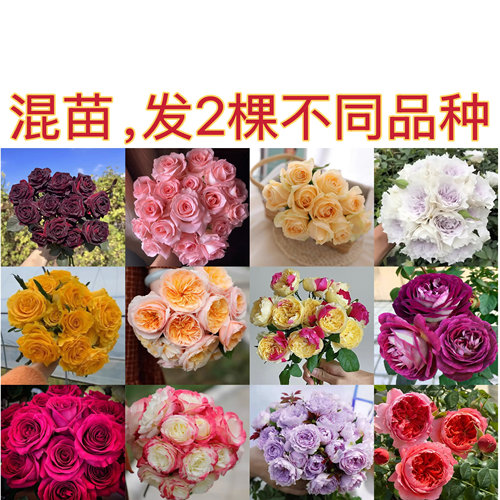 【中苗2棵装】发2棵不同品种 品种混发月季花苗