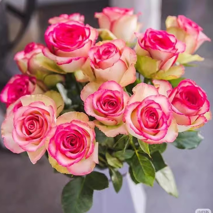 梦露玫瑰月季花苗