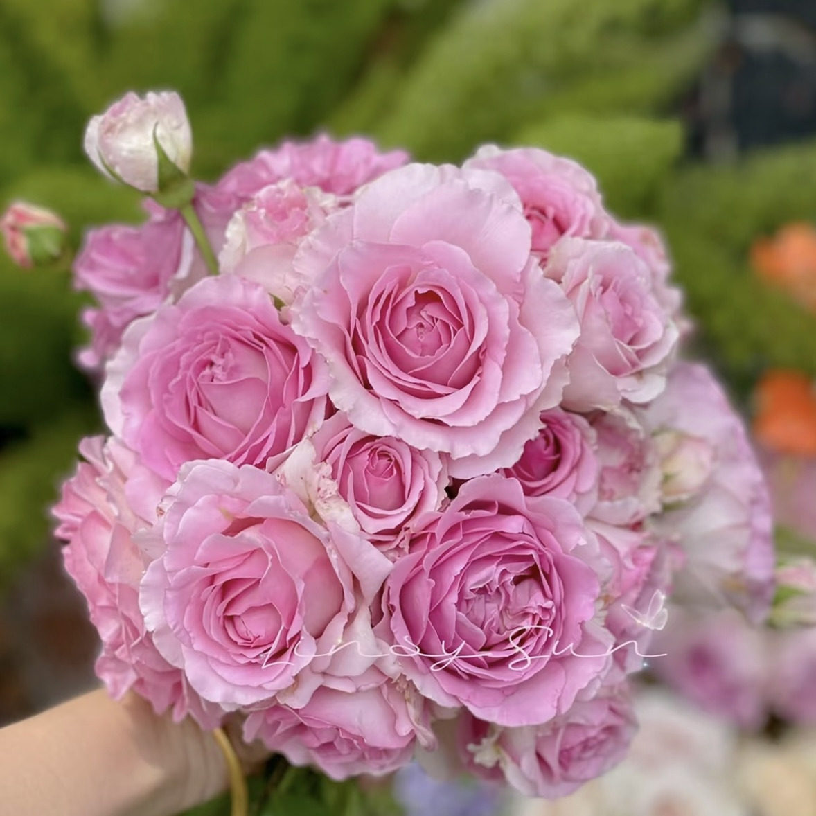 罗伊  大花浓可藤可灌爬藤月季蔷薇玫瑰花苗阳台庭院藤本花卉地栽,鲜花速递/花卉仿真/绿植园艺,月季/蔷薇/玫瑰,淘宝优惠券,粉丝福利购,淘宝优惠卷