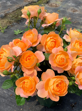 果汁阳台 月季玫瑰花苗阳台盆栽植物多季开花 灌木多头丰花勤花