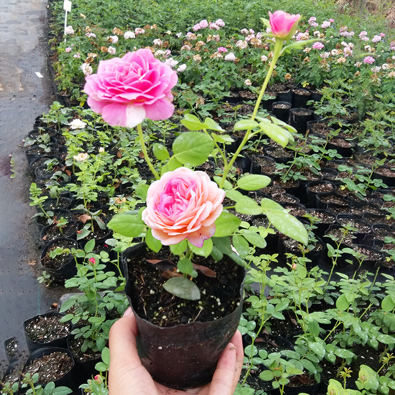 月季小苗果汁阳台开花玫瑰花苗多季盆栽花卉爬藤植物藤本蔷薇绿植