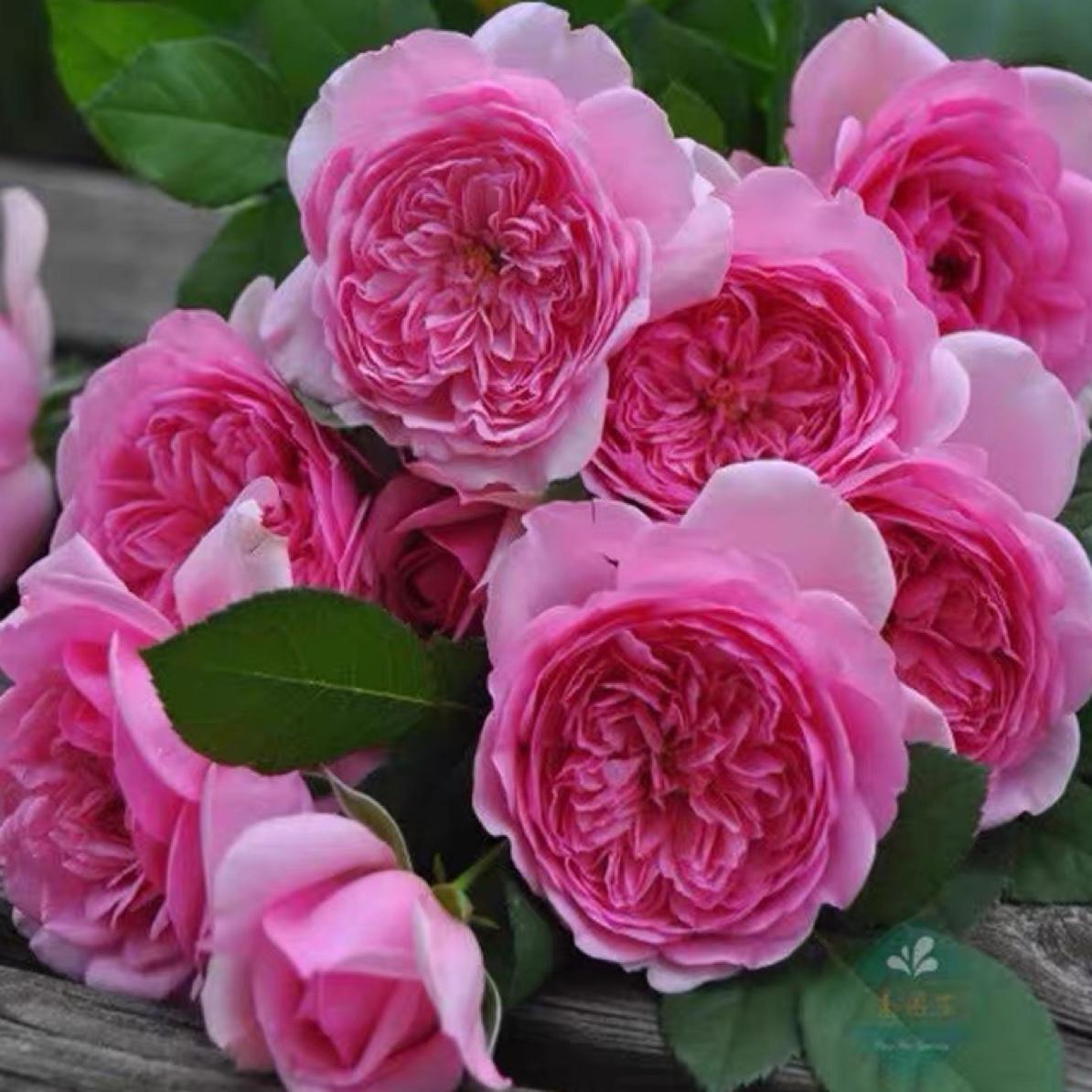 庞巴度大花浓香月季玫瑰花苗