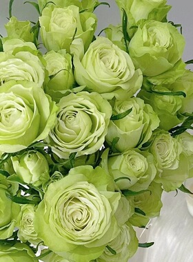 【薄荷茶】肯尼亚绿色大切花玫瑰月季花苗盆栽地栽阳台庭院花卉