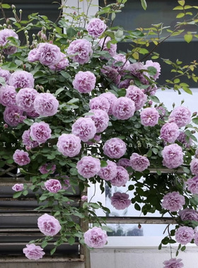 【蓝色阴雨】 中苗藤本爬藤月季花苗庭院地栽盆栽蔷薇花苗庭院