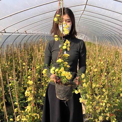 黄木香花花苗四季盆栽爬藤植物