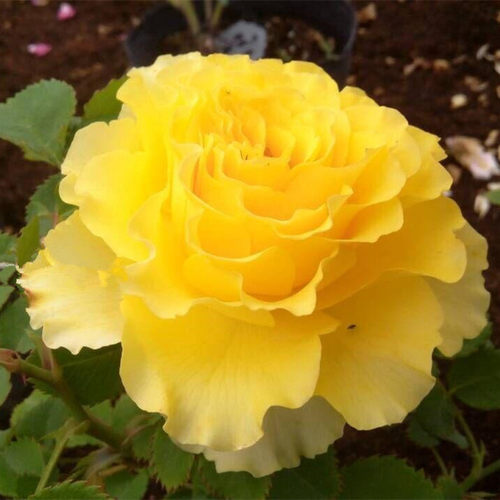 贝壳月季花苗大花黄玫瑰花