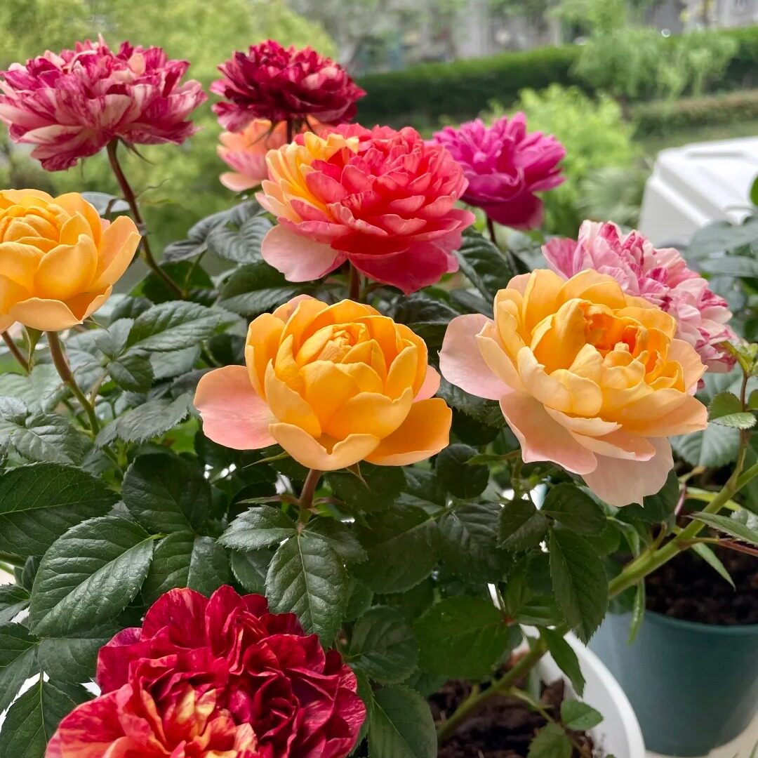 果汁飞溅月季花苗重瓣四季开花