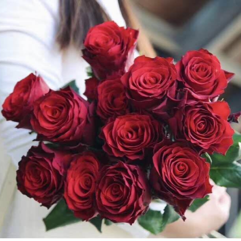 罗德斯月季花苗红玫瑰花