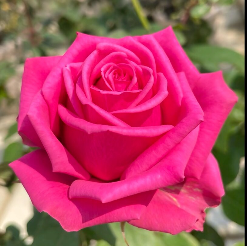 糖果月季花苗重瓣开花四季盆栽