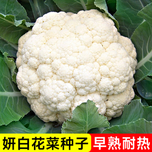 60天白花菜菜种子蔬菜香菜菠菜白菜生菜芹菜萝卜菜籽葱种大全四季
