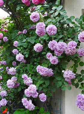 蓝色阴雨月季花苗爬藤开花玫瑰绿植室内盆栽四季好养藤本蔷薇树苗