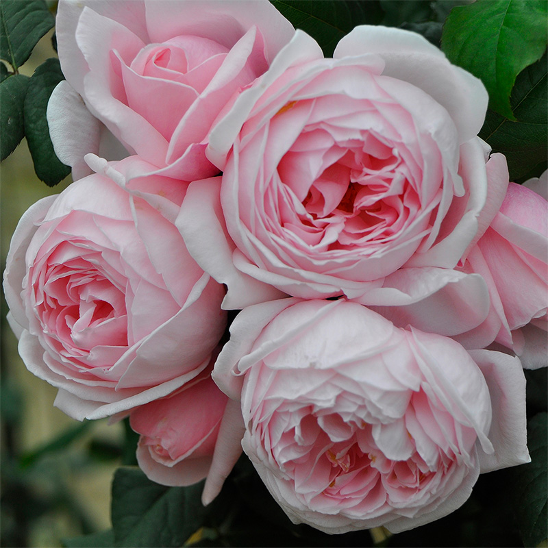 娜荷马月季花苗玫瑰爬藤大花盆栽