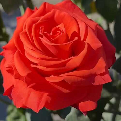 修行者月季花苗四季开大花盆栽