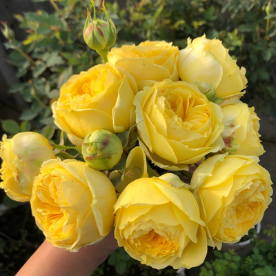 卡特琳娜月季花苗凯特玫瑰花