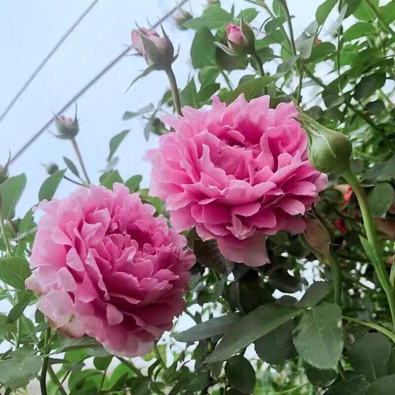 梦幻褶边月季花苗盆栽大花玫瑰花
