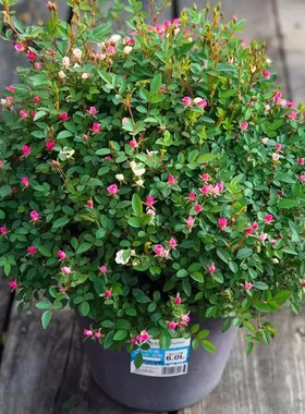 超微满天星月季花苗开花玫瑰花室内阳台盆栽四季好养花卉绿植树苗