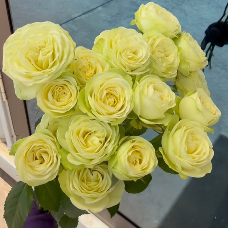 奶油龙沙月季花苗重瓣四季开花