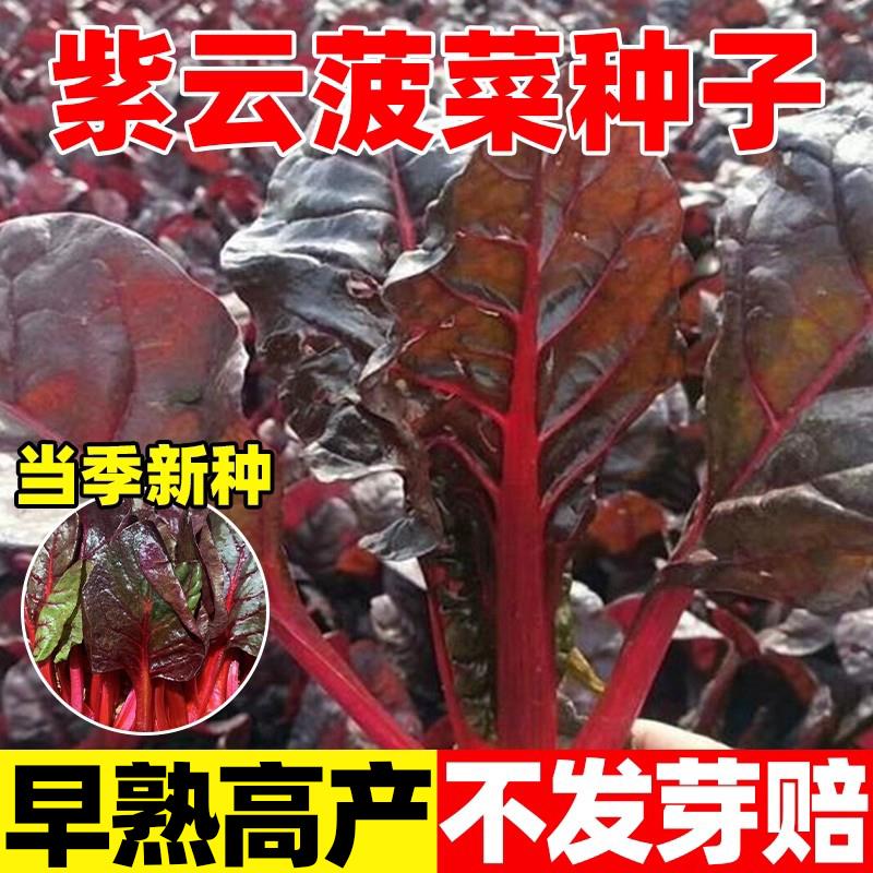 紫仙子红菠菜种子蔬菜豌豆