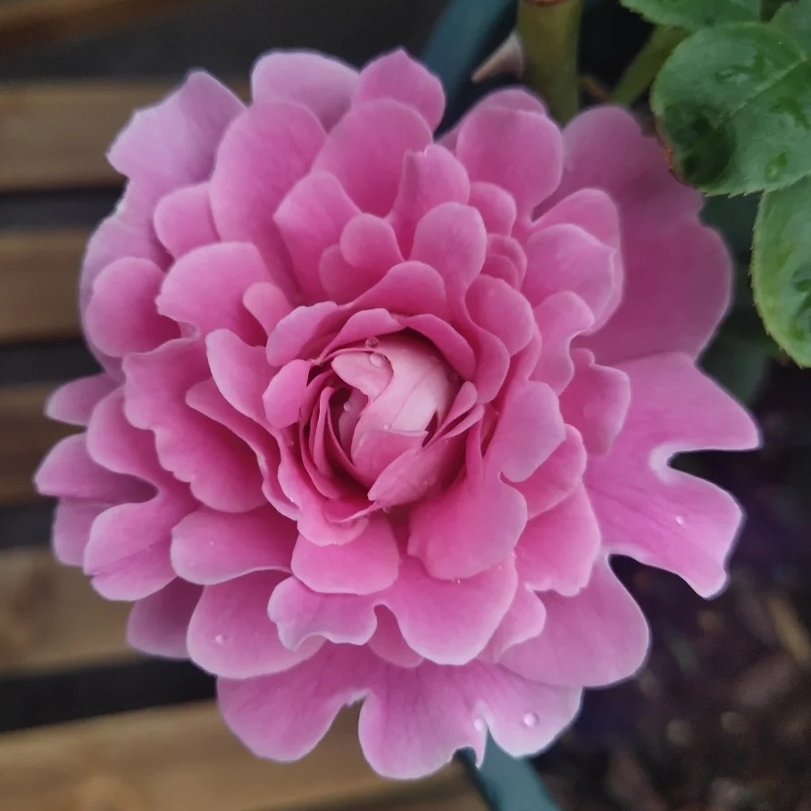 梦幻褶边月季花苗开花粉玫瑰花室内阳台盆栽四季好养花卉绿植树苗
