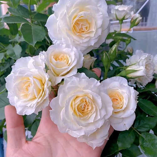 冰淇淋阳台月季花苗大花浓香玫瑰