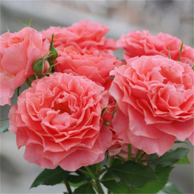 珊瑚果冻月季花苗大花玫瑰花盆栽