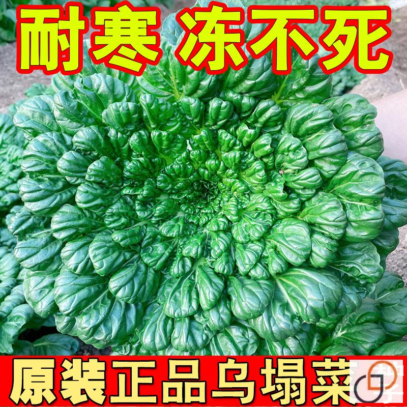 乌塌菜菜种子蔬菜豌豆香菜菠菜白菜生菜芹菜萝卜菜籽葱种大全四季