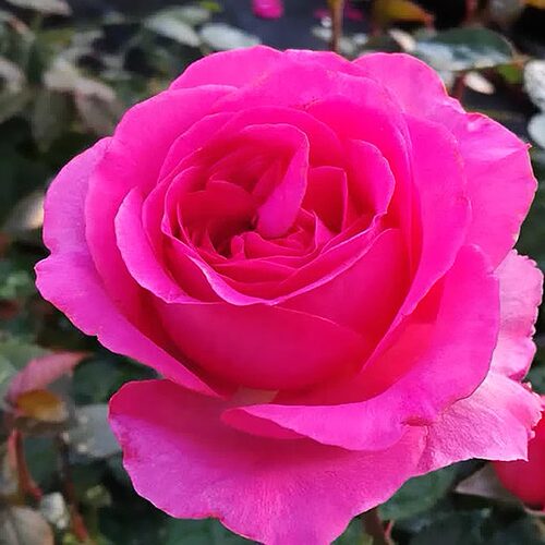 特拉方特月季花苗大花玫瑰花