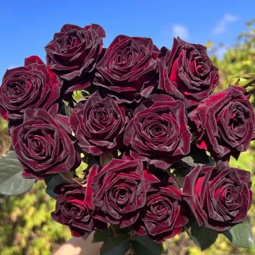 黑巴克月季花苗大花玫瑰花盆栽