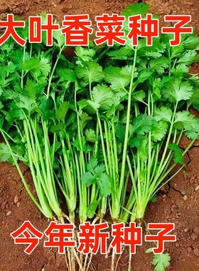 香菜种子四季播蔬菜盆栽青菜豌豆胡萝卜菠菜生菜白菜葱菜籽种大全