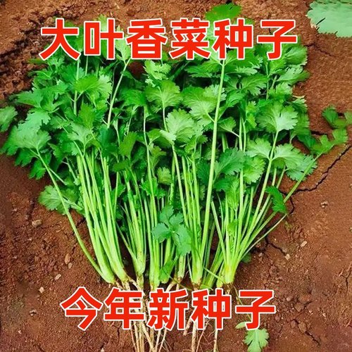 四季播香菜蔬菜种子盆栽