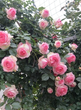 粉龙沙宝石月季花苗爬藤开花玫瑰花绿植室内盆栽四季好养藤本蔷薇