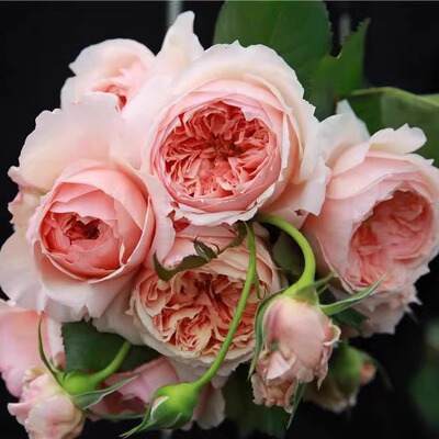 真宙月季花苗大花浓香玫瑰花盆栽