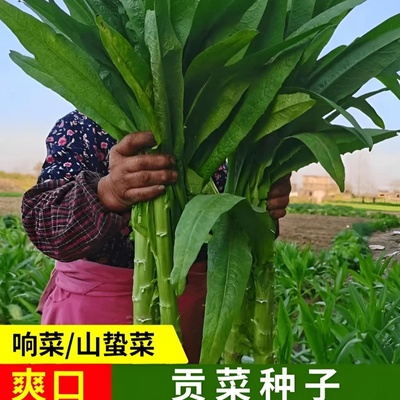 贡菜菜种子蔬菜豌豆香菜