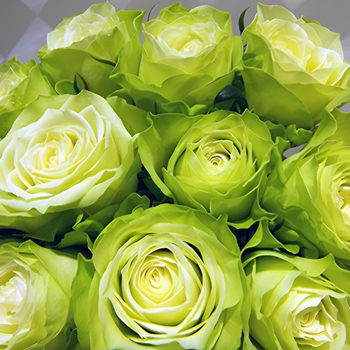 薄荷茶月季花苗肯尼亚大切花玫瑰