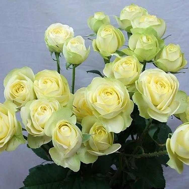奶油龙沙月季花苗多头玫瑰花