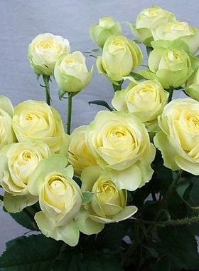 奶油龙沙月季花苗开花玫瑰花室内阳台盆栽四季好养花卉绿植小树苗