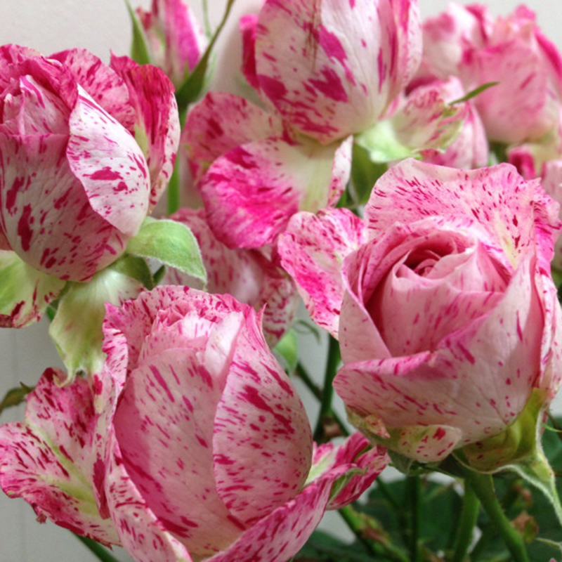 雪花肥牛月季玫瑰花苗