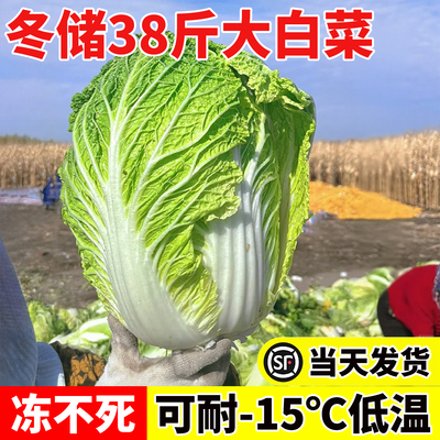 38斤大白菜种子蔬菜豌豆香菜