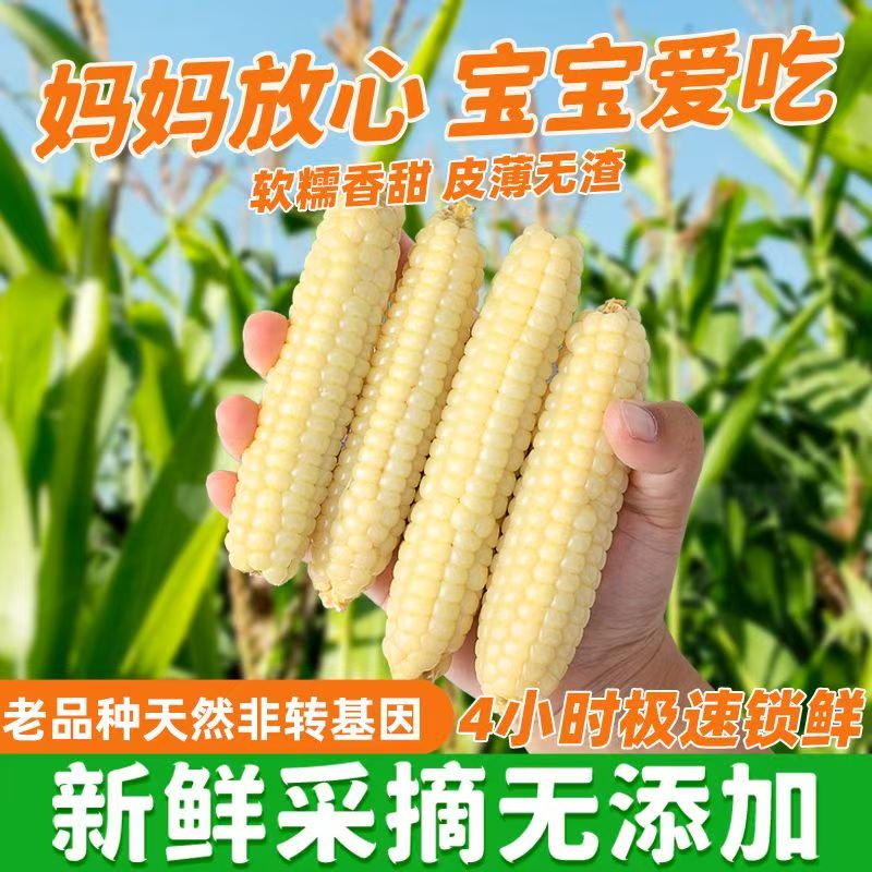 西双版纳香糯小拇指玉米新鲜白糯玉米棒老少皆宜早餐健康即食