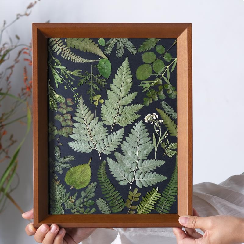 植物花卉蕨类植物标本画装饰画手工田园押花黑底挂画照片墙干花图片